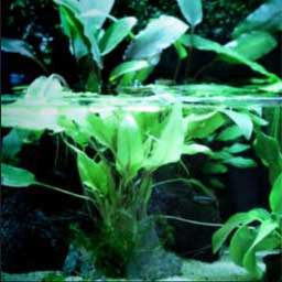 Décoration et plantes d'aquarium