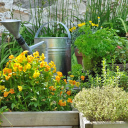 Plantes pour le jardin, balcon et terrasse