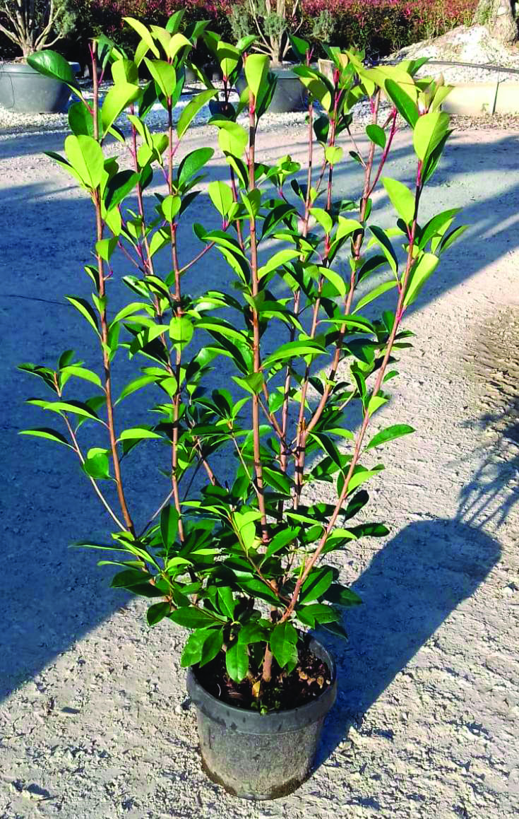 Plante Photinia Red Robin 80/100 C8L