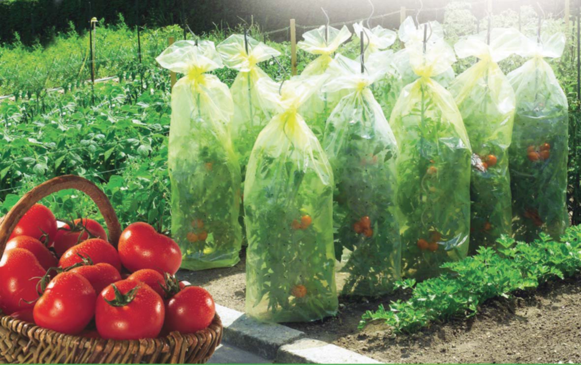 Housse de croissance tomate Tomatotube - NORTENE