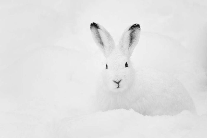 Toile Lapin blanc dans la neige 65x97cm - le Club