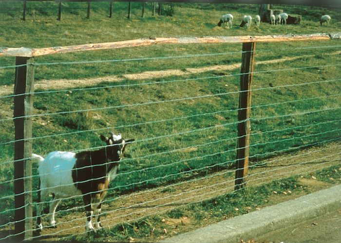 Grillage à mouton Diclo galvanisé H0,95m Rouleau 50m - DIRICKX
