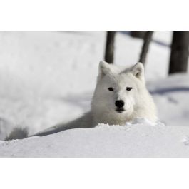Blanc loup dans la neige art charbon effet toile déco art pression